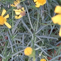 Senecio inaequidens
