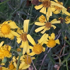 Senecio inaequidens