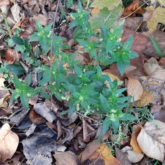 Mercurialis annua