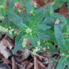 Mercurialis annua