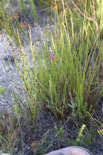 Image of Ixia stricta by (c) Tony Rebelo, some rights reserved (CC BY-SA)