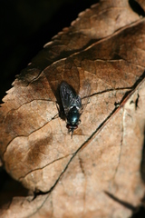 Eudasyphora