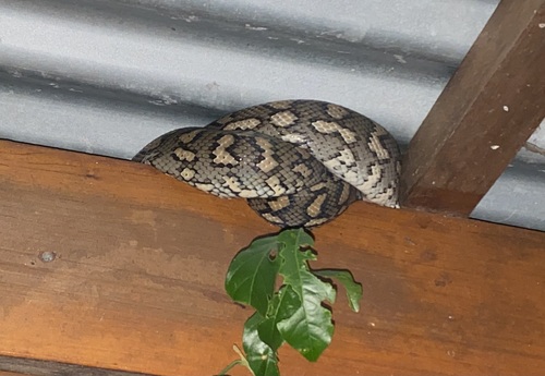 Coastal Carpet Python sighting