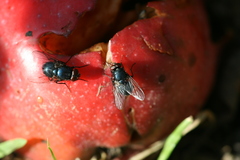Eudasyphora