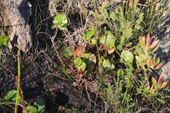Centella eriantha