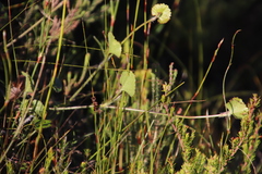 Centella eriantha