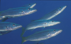 Dinolestes lewini