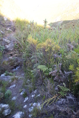 Restio dispar