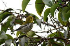 Setophaga virens