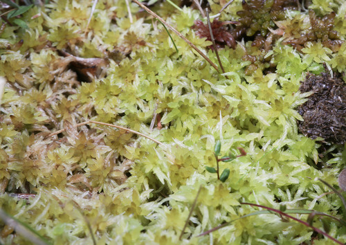 Angerman's sphagnum (Sphagnum angermanicum)