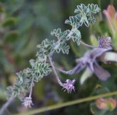 Indigofera alopecuroides