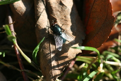 Eudasyphora