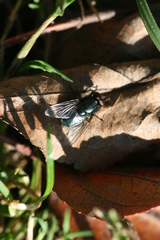Eudasyphora