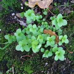 Stellaria media