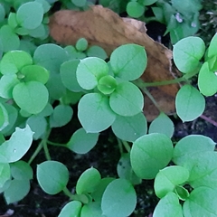 Stellaria media