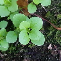 Stellaria media