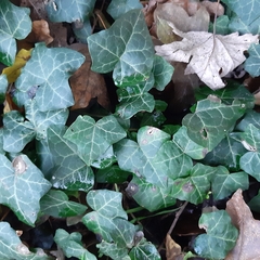 Hedera helix
