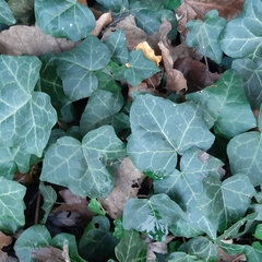 Hedera helix