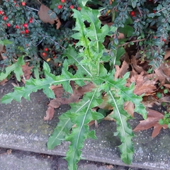 Cirsium arvense
