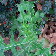Cirsium arvense