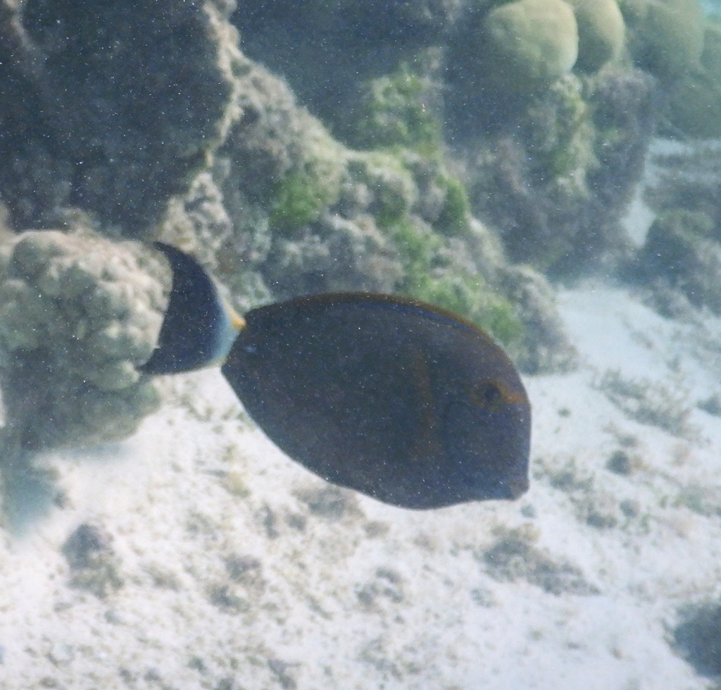 Eyestripe surgeonfish