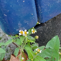 Galinsoga quadriradiata