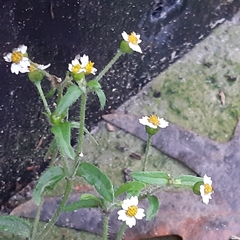 Galinsoga quadriradiata