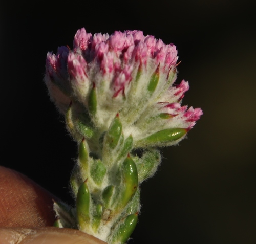 Image of Metalasia cymbifolia by (c) Tony Rebelo, some rights reserved (CC BY-SA)