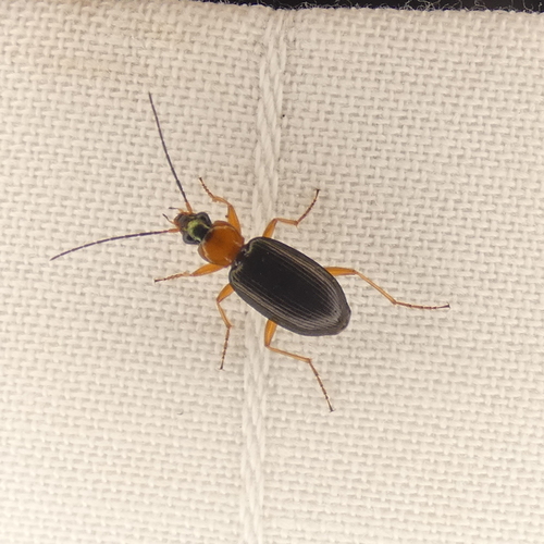 Agonum decorum photo 3