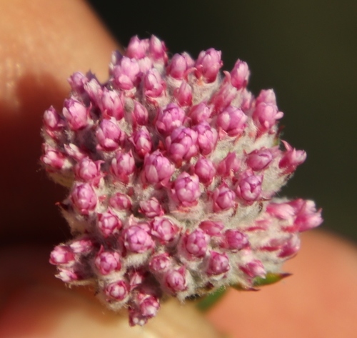 Image of Metalasia cymbifolia by (c) Tony Rebelo, some rights reserved (CC BY-SA)