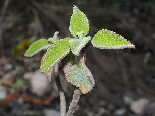 Coleus graveolens (R.Br.) A.J.Paton