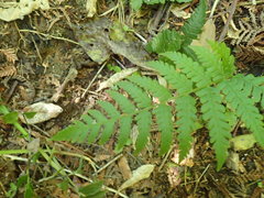 Deparia petersenii