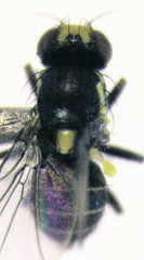 Liriomyza watti