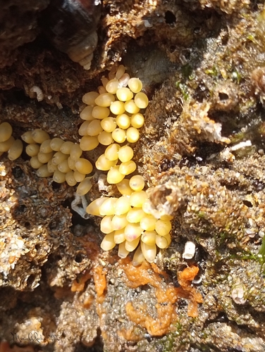 Nucella lapillus