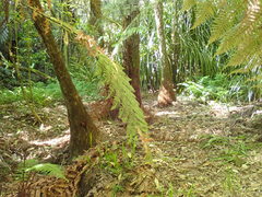 Deparia petersenii