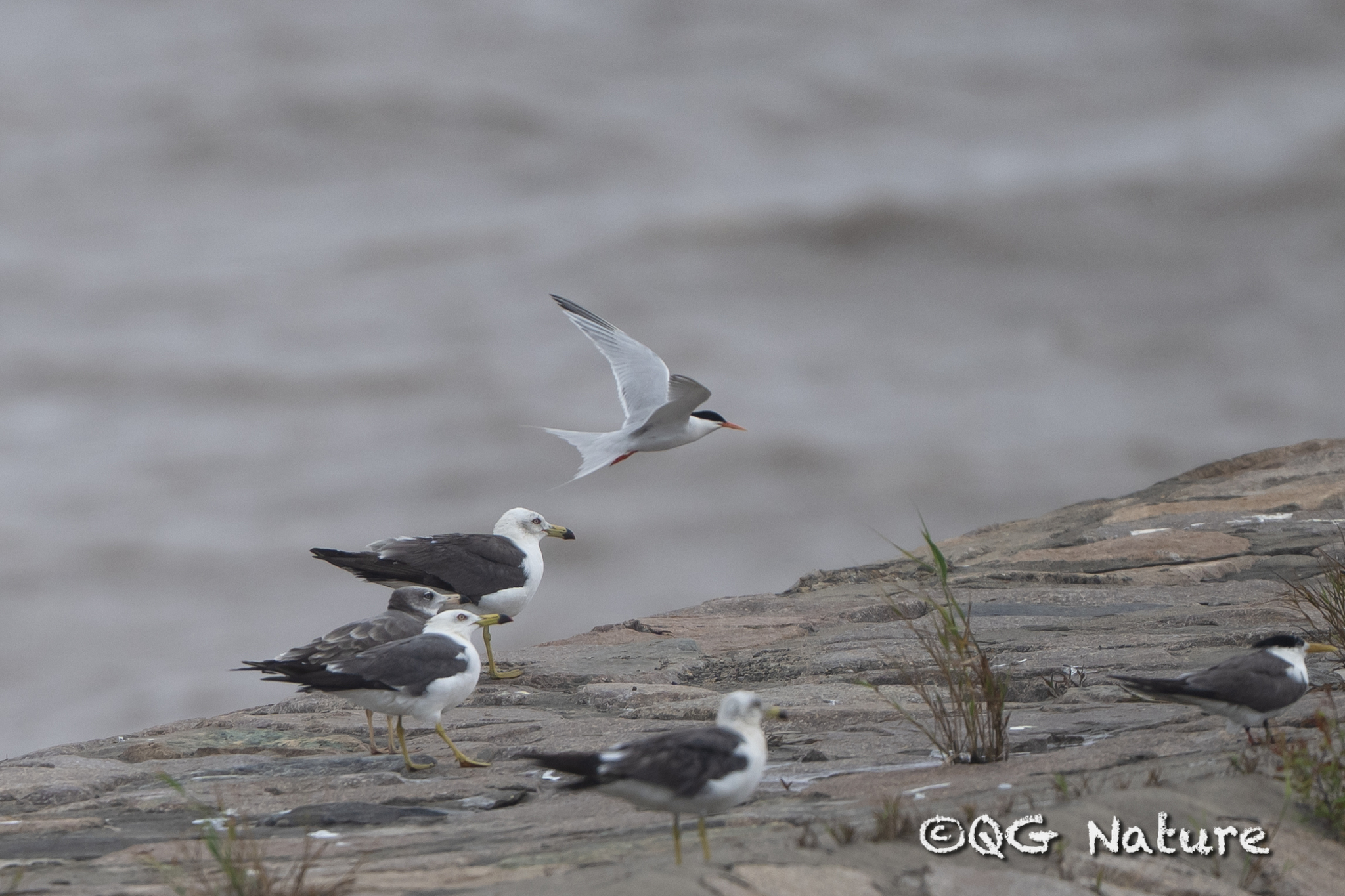 Roseate Tern
