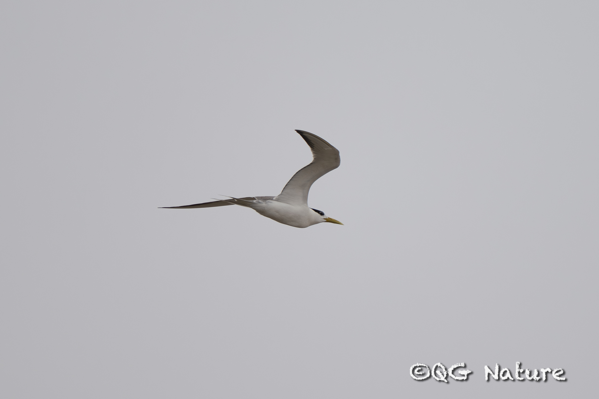 Greater Crested Tern