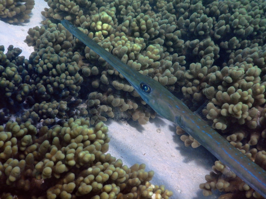 Bluespotted cornetfish