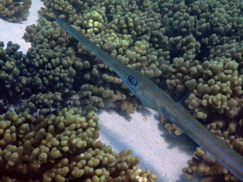 Bluespotted cornetfish
