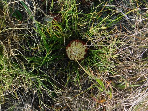 Reedleaf Sugarbush (Protea restionifolia)