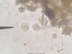 Euplotida