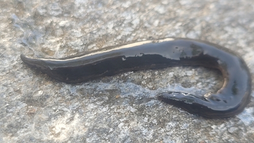 Obama Flatworm, Barcelona, ES-CT, ES, photo 7 of 10
