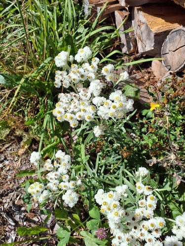Anaphalis triplinervis (Anaphalis triplinervis)