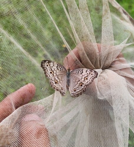 Junonia atlites (Linnaeus, 1763)