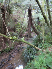 Microsorum pustulatum pustulatum