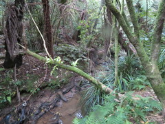 Microsorum pustulatum pustulatum