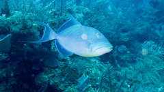 Balistes vetula