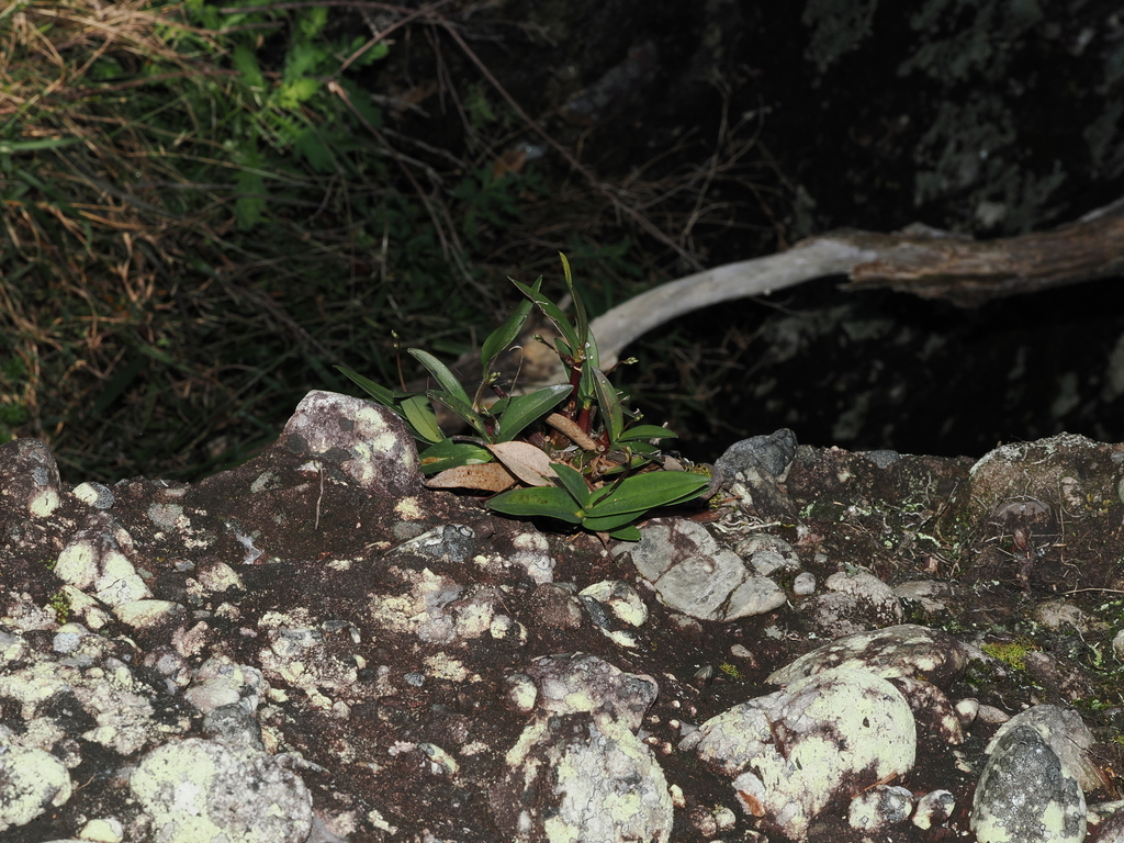 Dendrobium kingianum