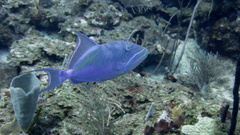 Balistes vetula