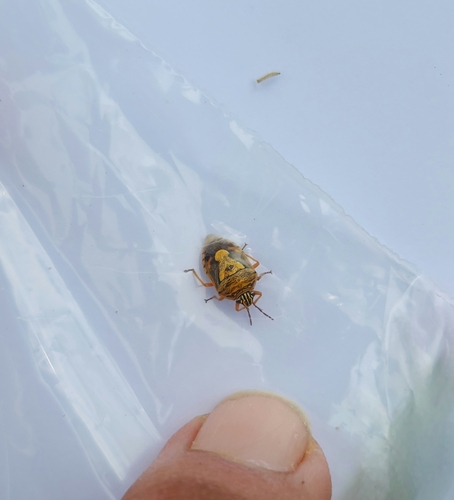 Antestia Bug